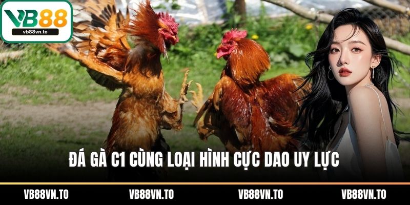 Đá gà C1 cùng loại hình cực dao uy lực