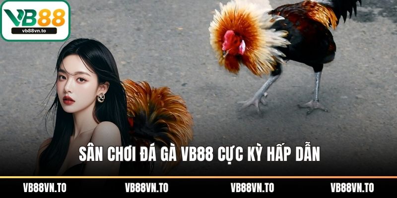 Sân chơi đá gà VB88 cực kỳ hấp dẫn